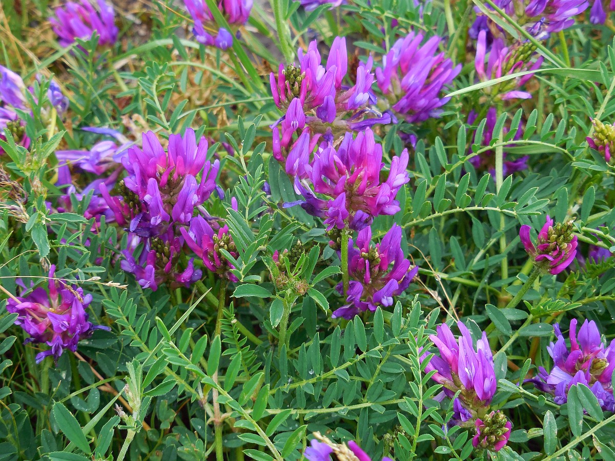 Astragalus onobrychis